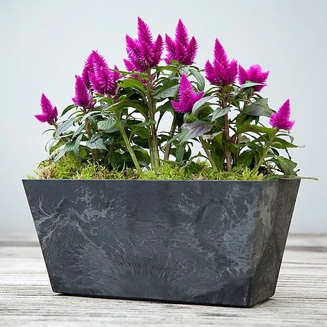 Balcony Trough Ella Black H17Cm D55Cm 4 Balcony Trough Ella Black H17Cm D55Cm - Image 2