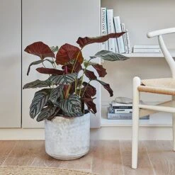 Tivoli Planter Cement H25Cm D26Cm -PlantHub Shop 152547 1