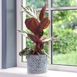 Terni Planter Denim D20Cm H18Cm -PlantHub Shop 159384 1