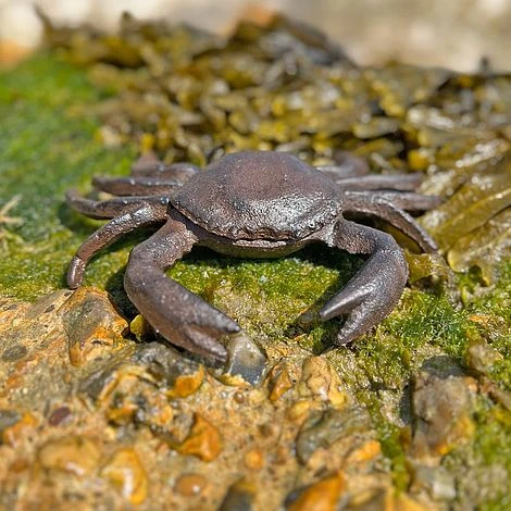 Crab Garden Ornament In Cast Iron 4 Crab Garden Ornament In Cast Iron - Image 2
