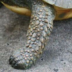 Large Tortoise Garden Animal Ornament 10 Large Tortoise Garden Animal Ornament -PlantHub Shop 3617 3