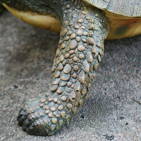 Large Tortoise Garden Animal Ornament 6 Large Tortoise Garden Animal Ornament - Image 4