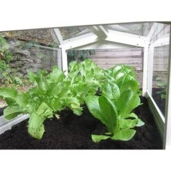 Long Cloche 7 Long Cloche -PlantHub Shop 505352a