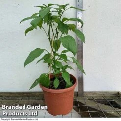 Sweet Pepper 'Snack Red' -PlantHub Shop 5L pepper