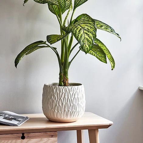 Arles Leaf Embossed White Planter H17Cm W18Cm 4 Arles Leaf Embossed White Planter H17Cm W18Cm - Image 2