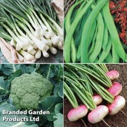 Allotment Seed Collection 9 Allotment Seed Collection -PlantHub Shop ALLO KC9289 D