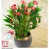 Anthurium 'Million Flower' - Gift -PlantHub Shop ANTH KC5982 A