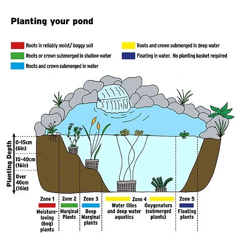 Rumex Sanguineus (Marginal Aquatic) 4 Rumex Sanguineus (Marginal Aquatic) - Image 2