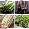 Asparagus Collection (Spring Planting) -PlantHub Shop Asparagus Collection5