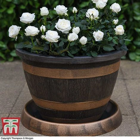 Wooden Barrel Effect Pot & Saucer 5 Wooden Barrel Effect Pot & Saucer - Image 3