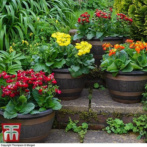 Wooden Barrel Effect Pot & Saucer 6 Wooden Barrel Effect Pot & Saucer - Image 4