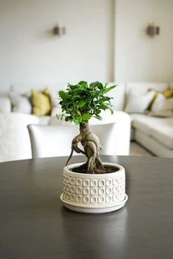 Bonsai Planter Cream White D20Cm 5 Bonsai Planter Cream White D20Cm -PlantHub Shop BPCW 1