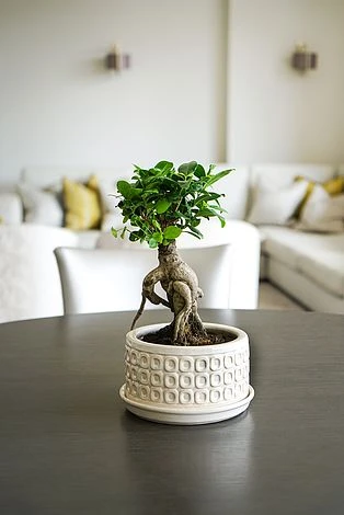 Bonsai Planter Cream White D20Cm 4 Bonsai Planter Cream White D20Cm - Image 2