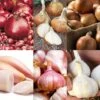 Bumper Autumn Planting Onion/Garlic/Shallot Collection 2 Bumper Autumn Planting Onion/Garlic/Shallot Collection -PlantHub Shop BUMPERAUTCOLL11