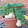 Butternut Squash 'Butterbush' -PlantHub Shop BUTBUS