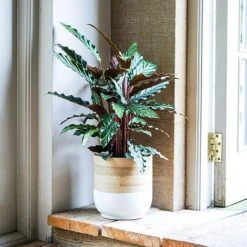 Bamboo White Planter D28Cm -PlantHub Shop BWP28 1