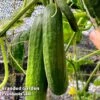 Cucumber 'Socrates' (Grafted) -PlantHub Shop CUC SOC