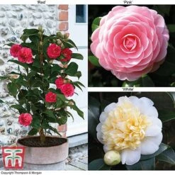 Camellia 'Blooming Wonder' - Gift