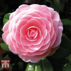 Camellia 'Blooming Wonder' - Gift 8 Camellia 'Blooming Wonder' - Gift -PlantHub Shop Camellia Blooming Wonder Pink