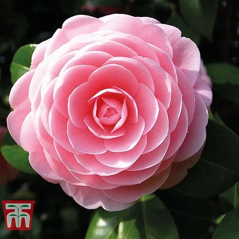 Camellia 'Blooming Wonder' - Gift 5 Camellia 'Blooming Wonder' - Gift - Image 3