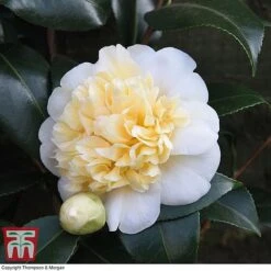 Camellia 'Blooming Wonder' - Gift 9 Camellia 'Blooming Wonder' - Gift -PlantHub Shop Camellia Blooming Wonder White