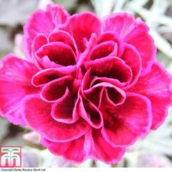 Dianthus 'Odessa Red' -PlantHub Shop DIAN T80274 A
