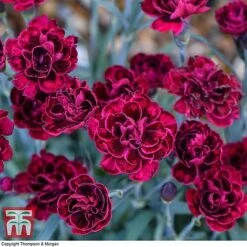 Dianthus 'Odessa Red' -PlantHub Shop DIAN T80274 B