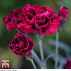 Dianthus 'Odessa Red' -PlantHub Shop DIAN T80274 E