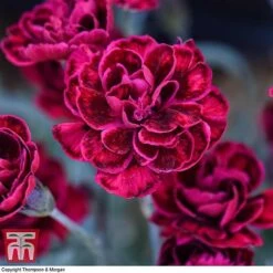 Dianthus 'Odessa Red' -PlantHub Shop DIAN T80274 F