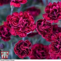 Dianthus 'Odessa Red' -PlantHub Shop DIAN T80274 G