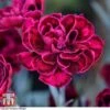 Dianthus 'Odessa Red' -PlantHub Shop DIAN T80274 c