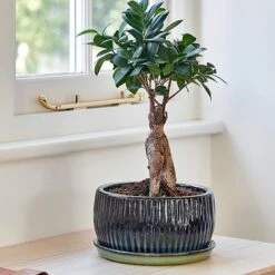 Emerald Round Reactive Glaze Bonsai Planter Set Of 2 5 Emerald Round Reactive Glaze Bonsai Planter Set Of 2 -PlantHub Shop ERRGBPS2 1