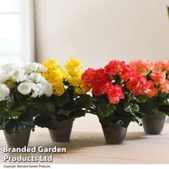 Artificial Begonia In Grey Pot Colour Collection -PlantHub Shop FAUX BEGONIAMI T48464