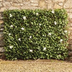 White Flower Hedge Trellis - 1x2m 8 White Flower Hedge Trellis - 1x2m -PlantHub Shop G2395 2