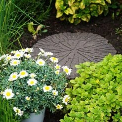 Reversible Eco-Friendly Cracked Log Stepping Stones -PlantHub Shop G4194202000x2000203