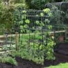 Garden Gear Pea & Bean Tunnel 1.8 X 1.8m -PlantHub Shop G4460 PEATUNNEL 2