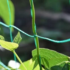 Garden Gear Pea & Bean Tunnel 1.8 X 1.8m -PlantHub Shop G4460 PEATUNNEL 3