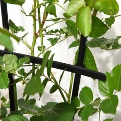 Garden Gear 1.2-Metre Fan Trellis -PlantHub Shop G447320TREL FANGARDEN203202000x2000