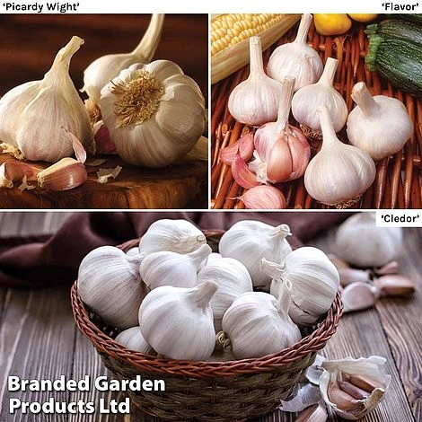 Garlic Lovers Collection (Spring Planting) 3 Garlic Lovers Collection (Spring Planting)