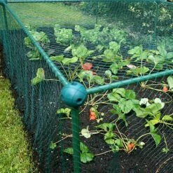 Build-a-Cage Modular Fruit & Vegetable Cage Kit - 0.625m High With Bird Mesh -PlantHub Shop GLD 0.625PIC1