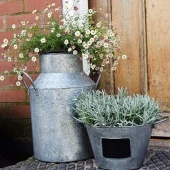 Galvanised Milk Churn H42cm -PlantHub Shop GMC42 2