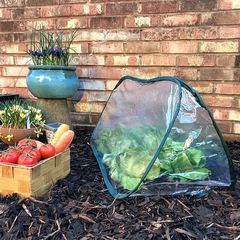 Pop Up Mini Greenhouse & Polytunnel Cloche 3 Pop Up Mini Greenhouse & Polytunnel Cloche