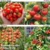 Tomato Collection (Grafted) 2 Tomato Collection (Grafted) -PlantHub Shop GRAFT TOM COL