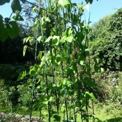 Easy Grow Runner Bean Frame & Climbing Plant Support Trellis - 0.75 X 1.2 X 2.4m H -PlantHub Shop GSK2156PIC2
