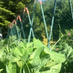 Pea Master Heavy Duty Pea & Climbing Plant Support Frame - 0.75 X 1.2 X 1.2m H 15 Pea Master Heavy Duty Pea & Climbing Plant Support Frame - 0.75 X 1.2 X 1.2m H -PlantHub Shop GSK2259HDPIC7 1