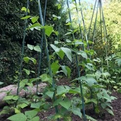 Bean Buddy Heavy Duty Runner Bean Grow Frame - 0.75 X 1.2 X 2.4m H -PlantHub Shop GSK2260HDPIC1