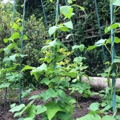 Bean Buddy Heavy Duty Runner Bean Grow Frame - 0.75 X 1.2 X 2.4m H -PlantHub Shop GSK2260HDPIC2