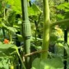 Telescopic Extendable Tomato & Cucumber Climbing Plant Support Stakes 1 Telescopic Extendable Tomato & Cucumber Climbing Plant Support Stakes -PlantHub Shop GSK2270TOMATO201000X100020653KB