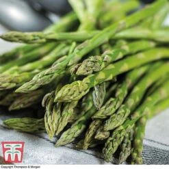 Asparagus Collection (Spring Planting) -PlantHub Shop Gijnlim Asparagus2