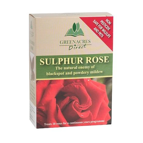 Sulphur Rose - 250 Grams 3 Sulphur Rose - 250 Grams